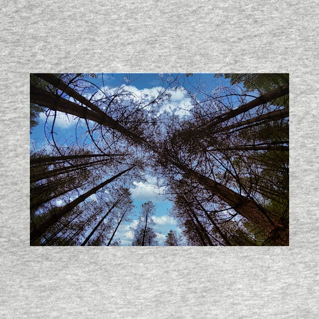 Wide angle fisheye photograph of trees by stuartchard